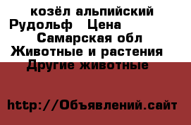козёл альпийский Рудольф › Цена ­ 16 000 - Самарская обл. Животные и растения » Другие животные   